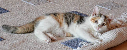 Pet odor removal and pet stain removal for dog urine and cat urine carpet problems